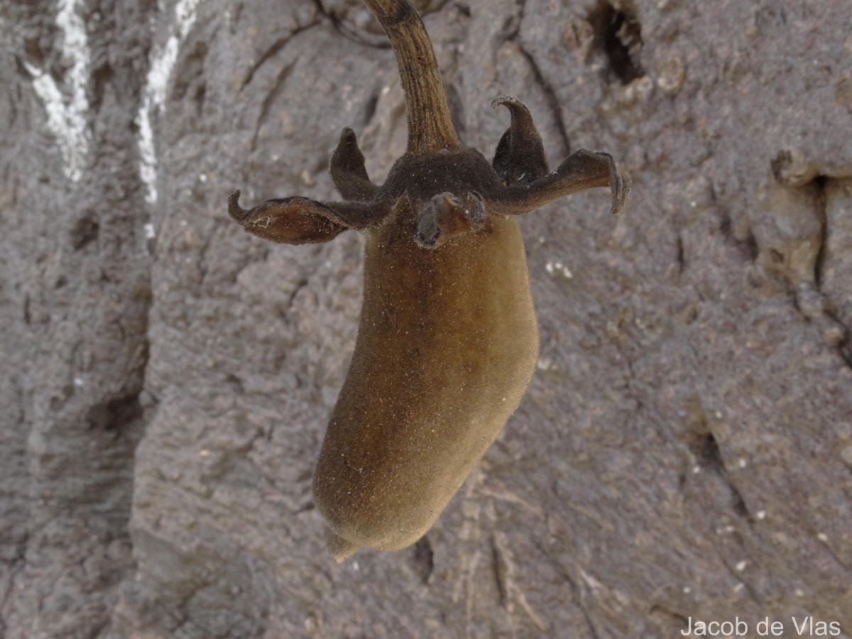 Adansonia digitata L.